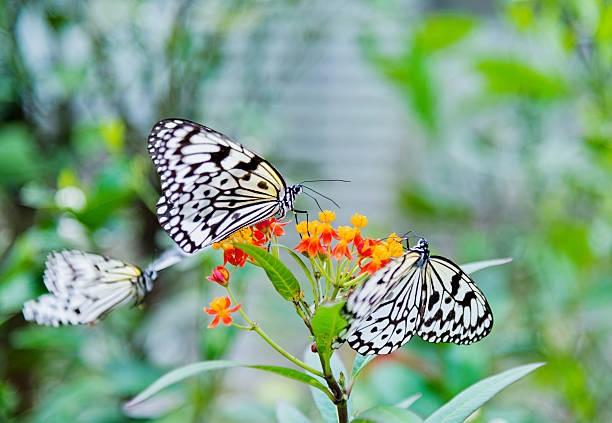 butterflies